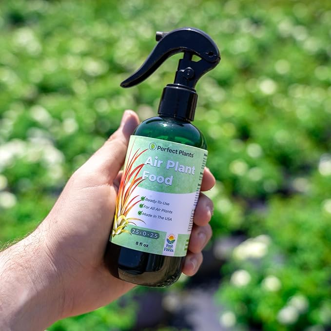 Air Plant Fertilizer Spray by Perfect Plants | Best Ready to Use Food Mist to Grow Large Tillandsia and Other Live Indoor Bromeliad Airplants (8 fl oz)