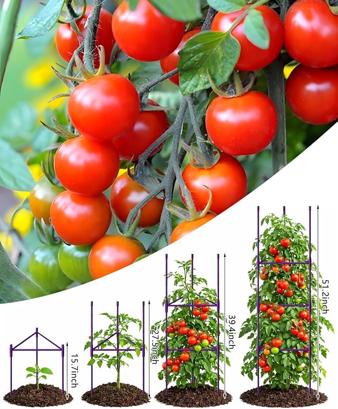 Growsun 51 inch Tomato Cage Heavy-Duty Plant Support Cucumber & Vine Vegetables – Adjustable Purple Metal Garden Trellis for Climbing Plants, Indoor & Outdoor Use, 3 Pack