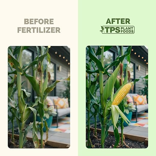 Sweet Corn Fertilizer – Liquid Plant Food for Bigger Ears, Vigorous Stalk Growth & Stronger Root Development, 32 oz