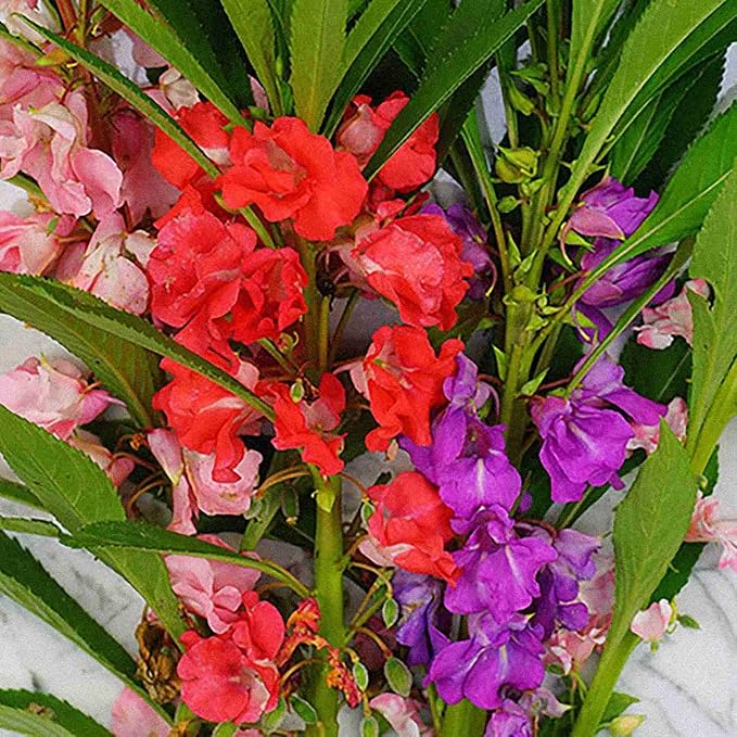 100 PCS Impatiens Annual Flower Seeds for Planting Outdoor Balsam Seeds for Garden Decor