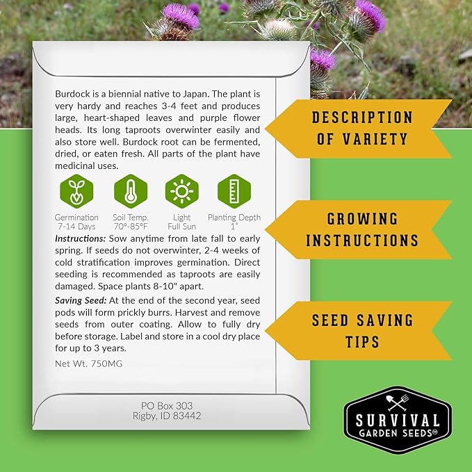 Burdock Root Seeds for Planting – Grow GOBO (Arctium lappa) Heirloom Root Vegetable – Non-GMO Medicinal Herb for Home Gardens – Survival Garden Seeds (3 Packs)