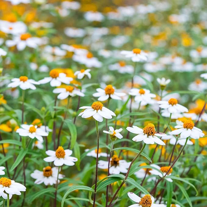 Eden Brothers Zinnia Seeds - Linearis Mix, Non-GMO Seeds for Planting, Packet | Low-Maintenance Flower Seeds, Plant During Spring, Zones 3, 4, 5, 6, 7, 8, 9, 10
