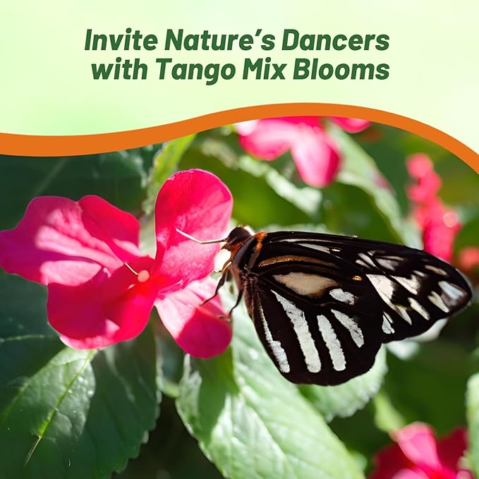 Outsidepride Xtreme Tango Mix Impatiens Flower Seeds - 100 Pcs Annual, Compact & Pollinator Friendly, Impatiens Seeds for Planting w/Vibrant, Abundant Blooms for Shade Gardens & Container Displays