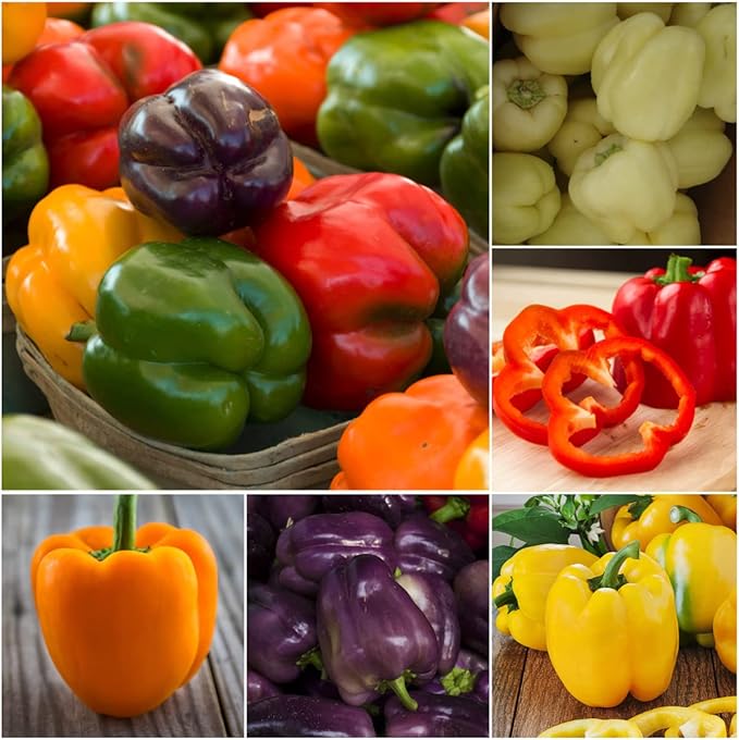 Seed Needs Rainbow Bell Pepper Seeds for Planting - Non-GMO, Heirloom & Untreated - Organically Grow a Home Grown Garden Outdoors for Healthy Vegetables (2 Packs)