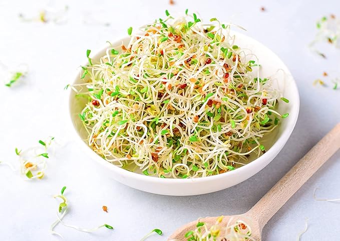 Food to Live Alfalfa Seeds for Sprouting, 15 Pounds – Edible Seeds, Pure, Vegan, Kosher, Bulk. Rich in Vitamin K & C. High Germitation Rate. Grow Sprouts, and Microgreens for Salad, Sandwiches, Rolls.