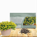 Outsidepride Creeping Zinnia Seeds - 4000 Pcs Annual Flower Seeds for Planting Outdoors, Easy to Grow, Drought Tolerant, Ideal for Pollinator Gardens and Ground Cover Displays