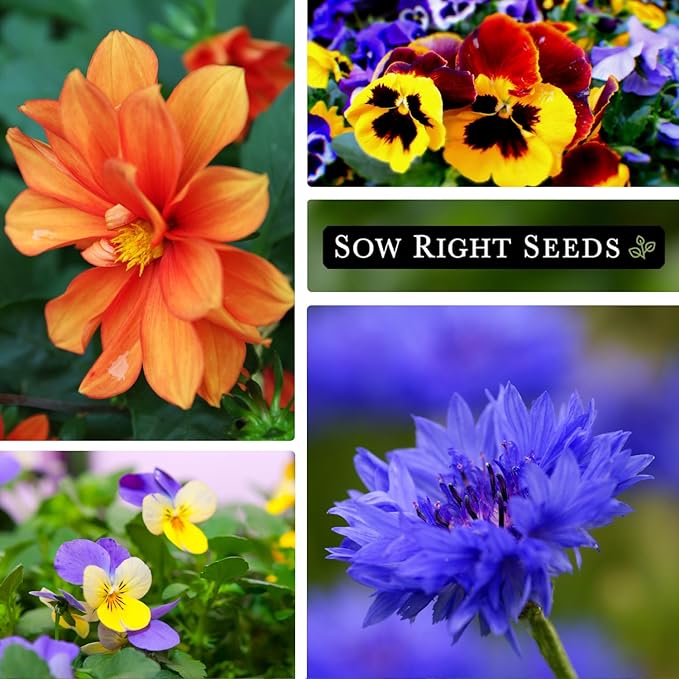 Sow Right Seeds - Edible Flower Seed Collection for Planting - Individual Packets Nasturtium, Pansy, Lavender, Chamomile, Calendula, Violet, and Borage, Non-GMO Heirloom Seed to Grow a Flower Garden