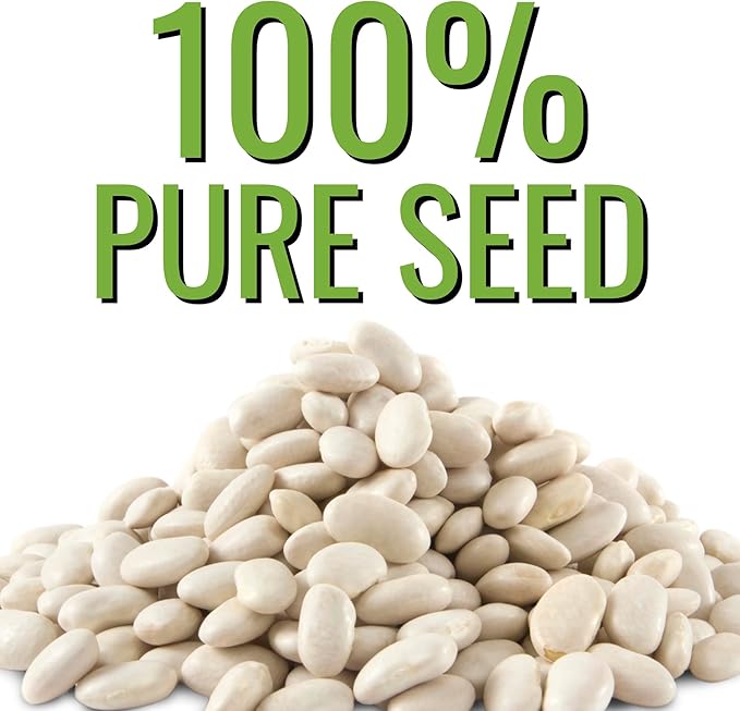 Seed Needs Henderson Lima Bush Bean Seeds for Planting | 2 Ounce 150+ Seeds Phaseolus Vulgaris Non GMO Vegetable Seed Garden Variety | Easy to Grow Lima Bean Seed Home Garden Favorite | Bulk
