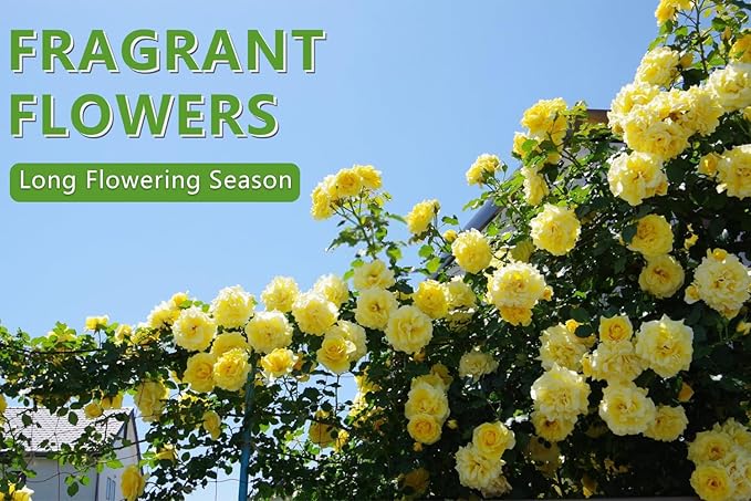 600+ Mix Climbing Rose Seeds for Planting Outdoors Ornamental Vine Rosas Bush Vine Climber Long-Blooming Garden Decoration