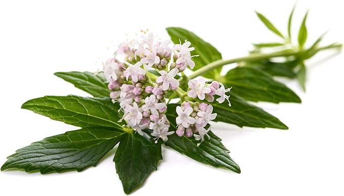 TKE Farms & Gardens - Valerian Seeds for Planting, 500+ Non-GMO Heirloom Medicinal Herb Seeds, Thrives in Gardens or Containers, Easy to Follow Instructions Included, Valeriana officinalis, Qty 1