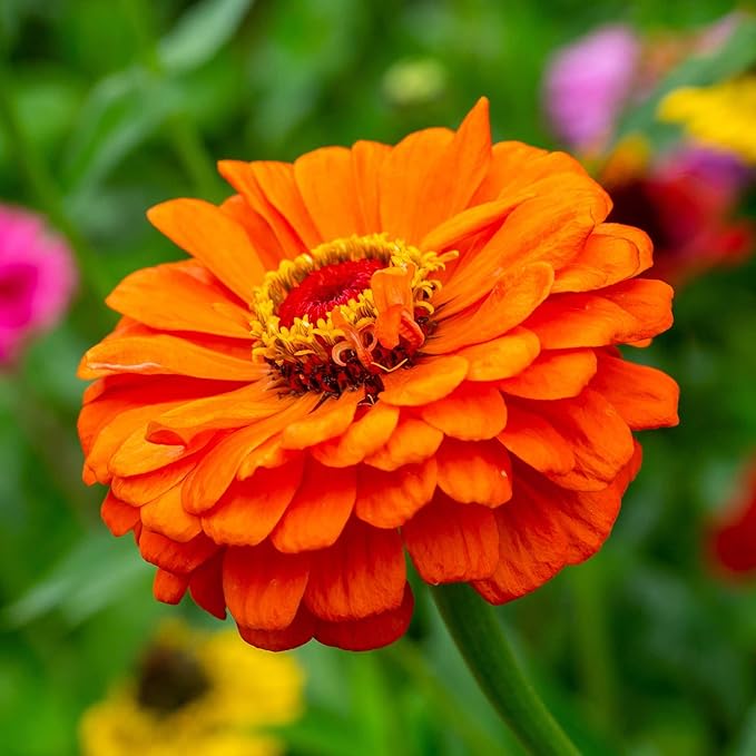 Eden Brothers Zinnia Seeds - Queeny Pure Orange