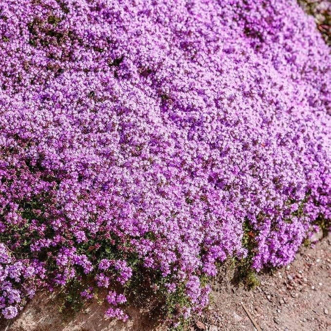 20000+pcs Creeping Thyme Seeds for Planting – Non-GMO Ground Cover Flowers –10g Edible Herb Seeds for Planting Lawns & Paths
