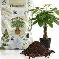 All-Natural Money Tree Soil & Indoor Potting Mix 10QT - Drainage-Enhanced Plant Soil for Healthy Indoor Plants