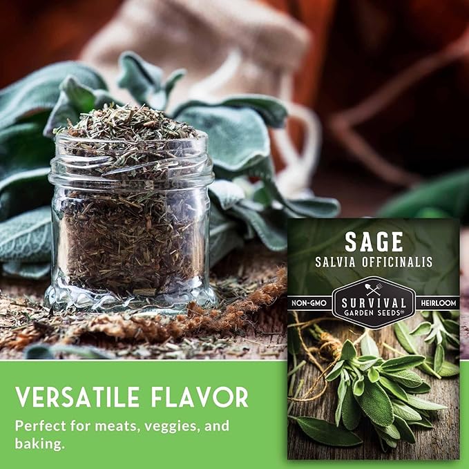 2 Packs Culinary Sage Seed for Planting - Packet with Instructions to Grow Salvia Officinalis Herbs in Your Home Vegetable Garden - Non-GMO Heirloom Variety - Survival Garden Seeds