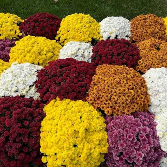 500+ Mixed Color Chrysanthemum Seeds for Planting - Hardy Garden Flower Seeds - Rare Ground Cover Landscape Easy Grow & Maintain