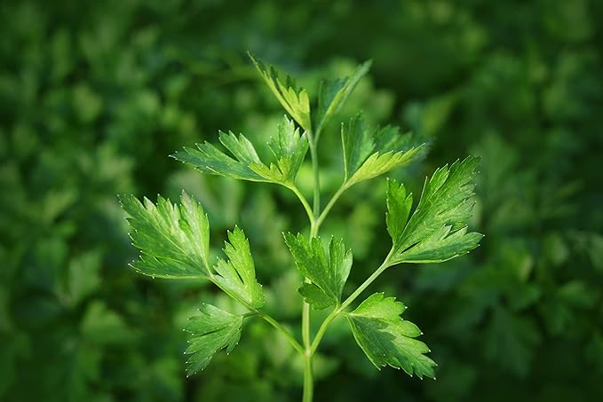 TKE Farms & Gardens - Italian Flat Leaf Parsley Seeds for Planting, 600+ Heirloom Non-GMO Seeds, Perfect for Indoor and Outdoor Gardens, Petroselinum crispum, Qty 1