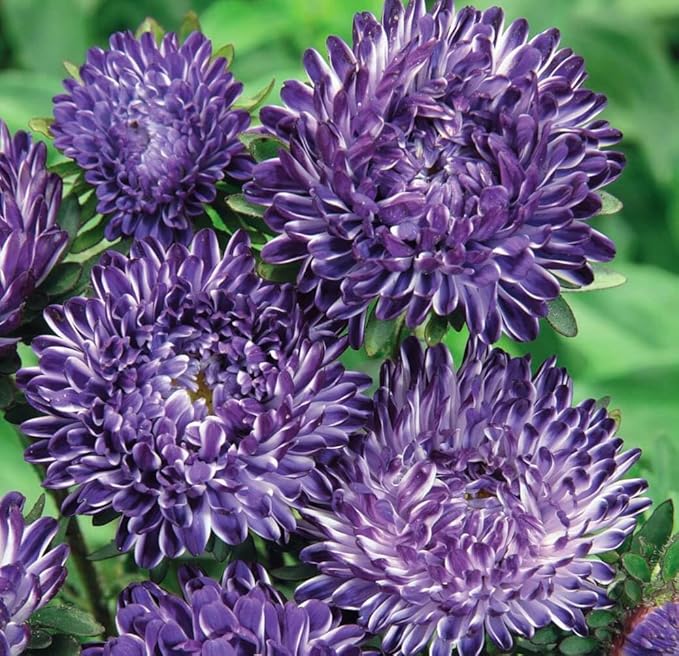 1000+ Perennial Mix Aster Flower Seeds for Planting Outdoors-Attracts Bees&Butterflies Fragrant Butterfly﻿