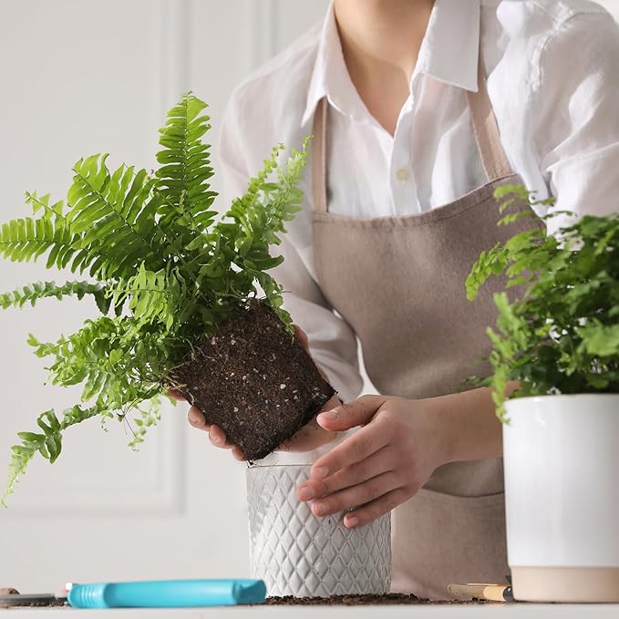 Doter Potting Soil Mix for Fern 4qt, Custom Hand Blended Mixture Suitable for Indoor/Outdoor Potted Fern Plant