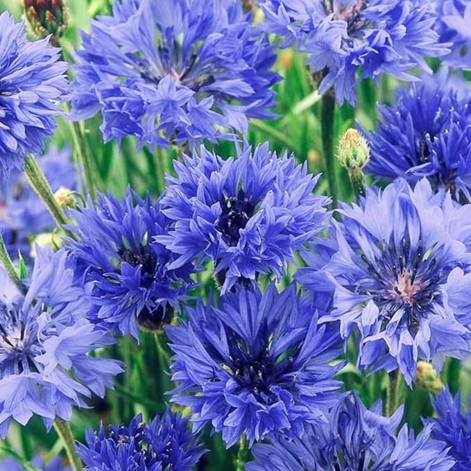 5500+ Mix Color Cornflower Seeds for Planting - Perennial Dwarf Bachelor Button Seeds for Home Garden Perennial Flowers Outdoor Indoor Garden