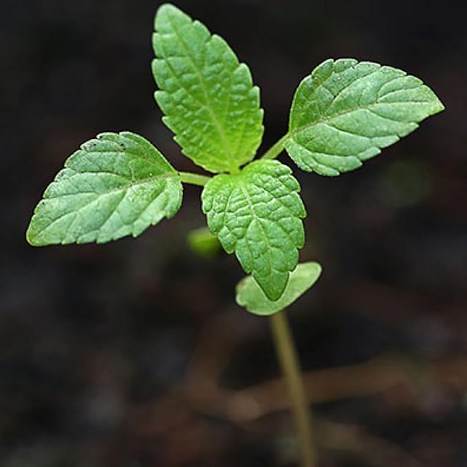 Seed Needs Peppermint Seeds for Planting - Non-GMO, Heirloom & Untreated - Medicinal/Culinary Herb to Plant a Home Grown Indoor or Outdoor Garden (2 Packs)