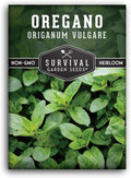 Oregano Seeds for Planting - Origanum Vulgare Culinary Herb for Italian Dishes - Grow Indoors or Outdoors for Fresh Flavor and Pollinators - Heirloom, Non-GMO - Survival Garden Seeds (1 Pack)