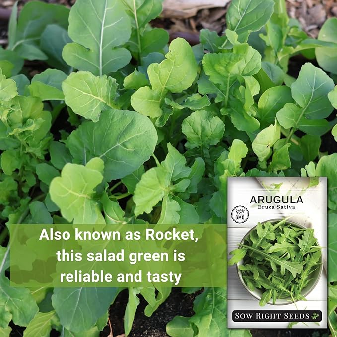 Sow Right Seeds - Arugula Seeds for Planting - Non-GMO Heirloom Seeds with Instructions to Plant a Home Vegetable Garden - Indoors, Hydroponics or Outdoors - Salad Greens - Grow Kitchen Herbs (1)