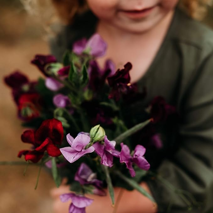 Bijou Sweet Pea Mix - 50 Seeds - Heirloom & Open-Pollinated Variety, Fragrant & Colorful Mixture, Non-GMO Flower Seeds for Planting Outdoors in The Home Garden, Thresh Seed Company