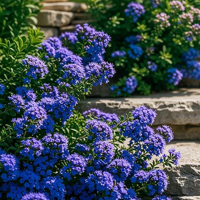 18000+ Creeping Thyme Ground Cover Seeds for Planting Outdoor-Thymus Serpyllum Herb Plants Garden Plant in Your Garden Paths Landscaping Hardy Drought Tolerant Heirloom Open-Pollinated