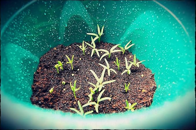 1000+ Kangkong Seeds - Hat Rau Muong La TRE - Kong Xin CAI - Ong Choy Seeds for Planting Vegetable for Yard & Garden Made in USA | Non-GMO | Organic | 95% Germination Rate
