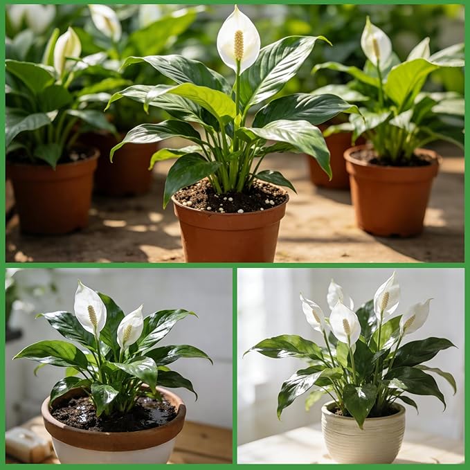 Premium Peace Lily Potting Soil 1qt– All Natural, Well-Draining & Breathable Soil for Peace Lily & Indoor Plants