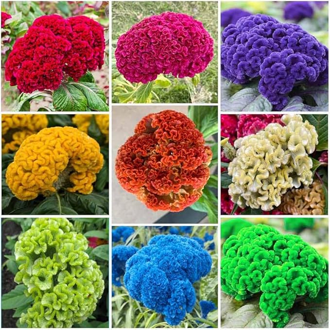 320+ Perennial Mix Cockscomb Celosia Seeds for Planting-Non-GMO Heirloom Plant Seeds Garden Outdoor