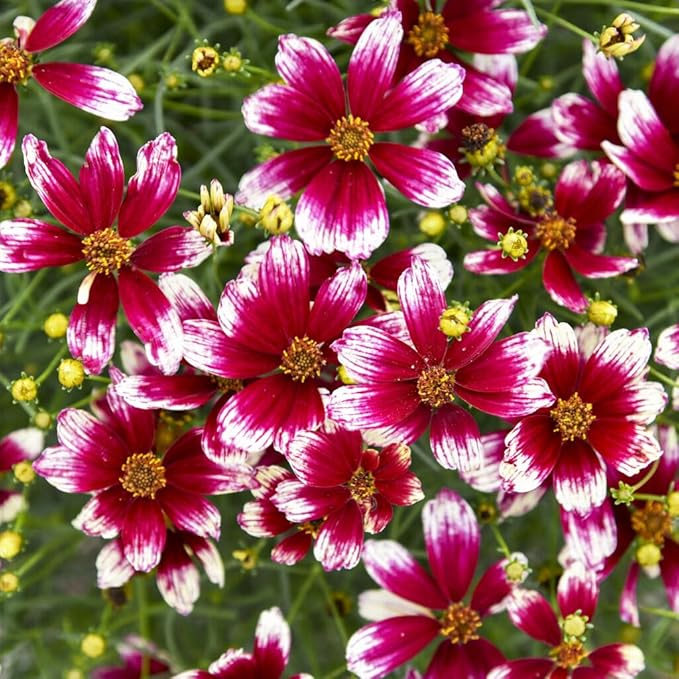 2000+Dwarf Coreopsis Wild Flower Seeds for Planting Outdoor-Perennial Coreopsis Plants Bloom Garden Home Non-GMO Heirloom
