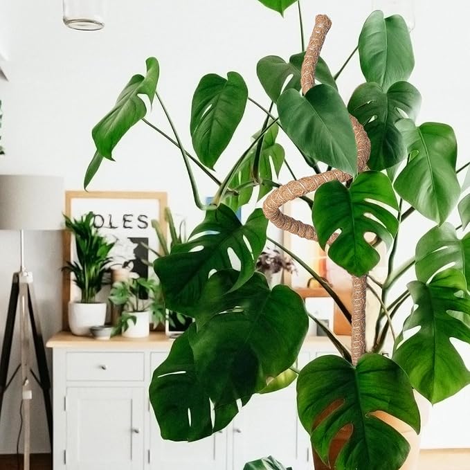 Mcbazel 63 Inch Bendable Moss Pole for Plants Monstera - Tall Coco Coir Plant Support Stake for Climbing Indoor Plants, Pothos & Philodendron - Large Flexible Stick Kit with Full Garden Ties