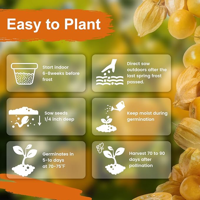 3000+ Ground Cherry Seeds for Planting, Heirloom Fruit Seeds for Outdoor Vegetable Garden, Open-Pollinated, Sweet Pineapple Ground Husk Cherry Tomatoes - Physalis pruinosa