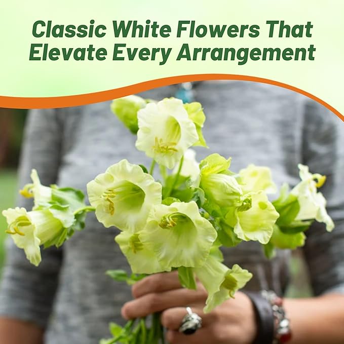 Outsidepride White Cobea Cup and Saucer Vine Seeds - 100 Pcs Perennial Climbing Vine Flower Seeds with Lush Foliage & Large Flowers That Attract Pollinators, for Fences, Trellises, or Walls