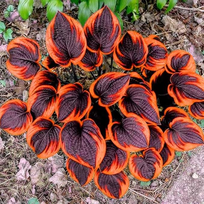 Mix Hosta Seeds-215Pcs Perennial Flower Seeds for Planting in Your Home Ganden