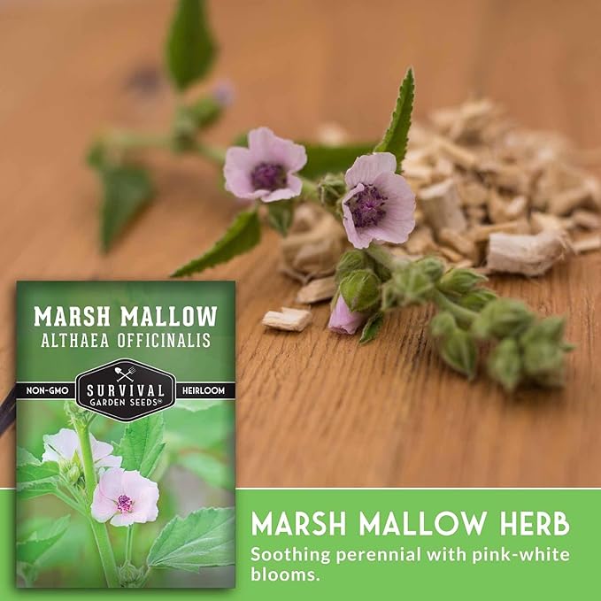 Marshmallow Seeds for Planting - Marsh Mallow Medicinal Herb, Althaea Officinalis, Traditional Root Plant for Herb Garden - Heirloom Non-GMO Open Pollinated - Survival Garden Seeds (3 Pack)