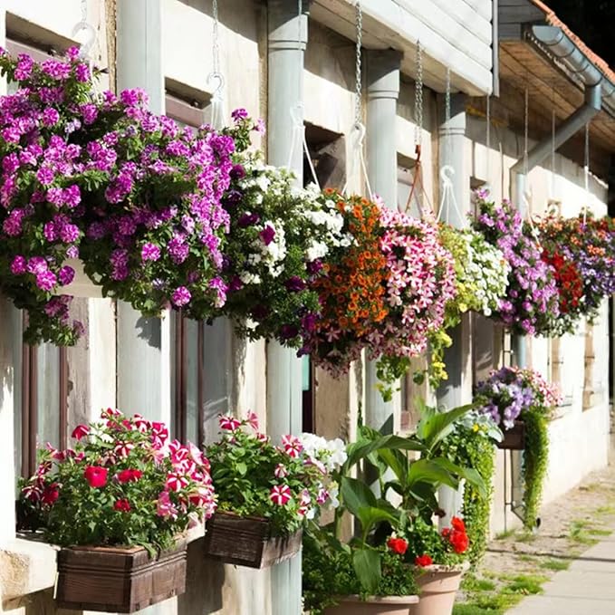 5100+ Petunia Seeds Grandiflora Flowers Mixed Rainbow Color for Bonsai Planting Home Garden House Plant Flower Seed Mix Color
