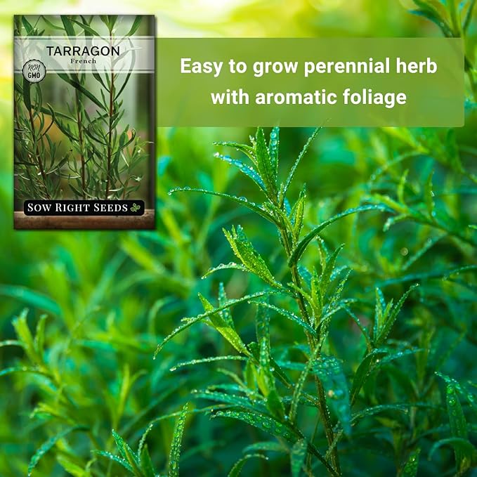 Sow Right Seeds - French Tarragon Seeds for Planting - Non-GMO Heirloom Packet with Instructions to Plant an Outdoor or Indoor Herb Garden - Culinary Leafy Green - Long Lasting Perennial Seasoning (2)