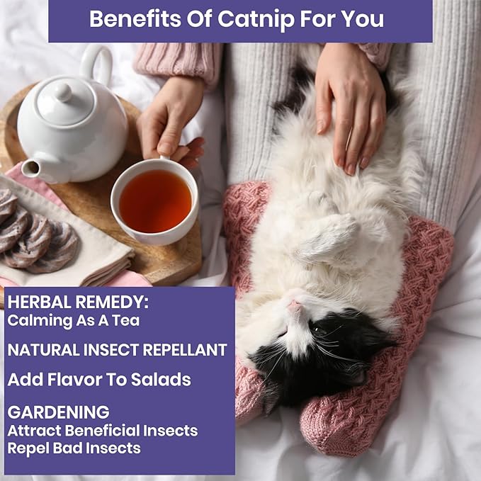 NatureZ Edge Catnip Seeds for Planting, 2.6 Grams, 4400+ Herb Seeds, Indoor or Outdoor Growing, Your Cat Will Love Them, Non-GMO