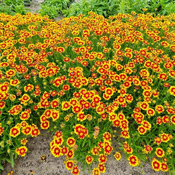 5000+ Coreopsis Plains Wildflower Seeds - Perennial Non-GMO Heirloom Seeds, Drought-Tolerant for Natural Wildflower Gardens