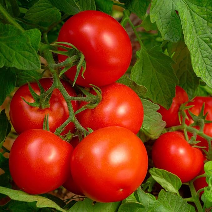 Purely Organic Products LLC 8-8-8 Triple Play Tomato & Vegetable Plant Food, Covers 250 sq. ft.