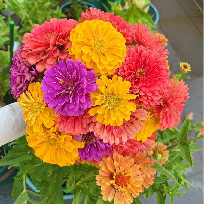 1000 Mixed 𝗨𝗦𝗔 𝗣𝗥𝗘𝗠𝗜𝗨𝗠 Zinnia Seeds - Non-GMO Heirloom Flower Seed | Large Blooms & Easy to Grow, Multi-Colors | Ideal for Pollinator Gardens, Borders & Containers