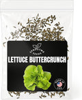 Buttercrunch Lettuce Seeds for Planting – 500+ Heirloom Non-GMO Bibb Lettuce, Sweet Crisp Leaves, Cool Season Spring Garden Crop, High Germination (Lactuca Sativa)