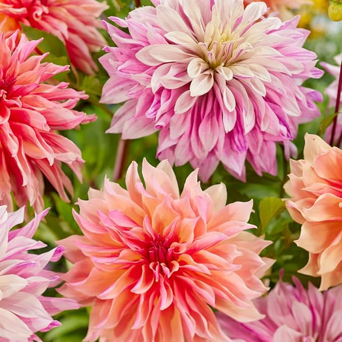 100+ Labyrinth Dahlia Seeds for Planting - Exotic Labyrinth Dahlias Seeds Flower Non-GMO Heirloom Garden for Indoor Outdoor