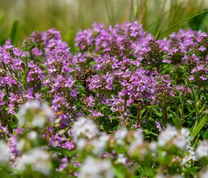 1500+ Creeping Thyme Flowers Seeds Herb Seed Thymus Serpyllum Ground Cover Plant