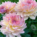 Mix Dahlia Seeds for Planting, 400pcs Rare Perennial Garden Dahlia Flower Seeds Non-GMO Heirloom Flower Plants, Beauty Home Garden for Outdoors