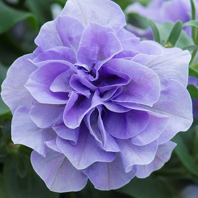 330+Perennial Petunia Double Flower Seed for Planting Outdoor