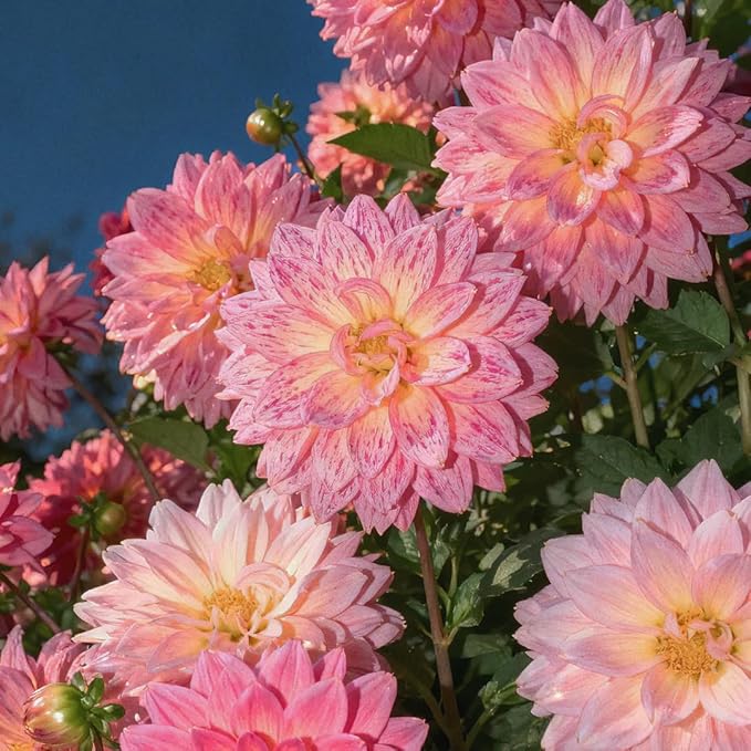 Dahlia Seeds for Planting, 400pcs Rare Perennial Garden Dahlia Flower Seeds Plants, Non-GMO Heirloom Beauty Flowers Home Garden for Outdoors