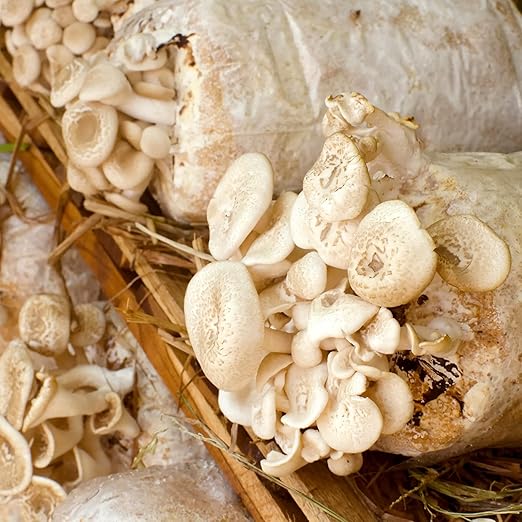 Large Extra Thick 100 Packs Mushroom Grow Bags, 6 Mil Spawn Bags 5.5" X 9.8" X 25.6" with 0.2 Micron Filter Breathable Autoclavable Durable